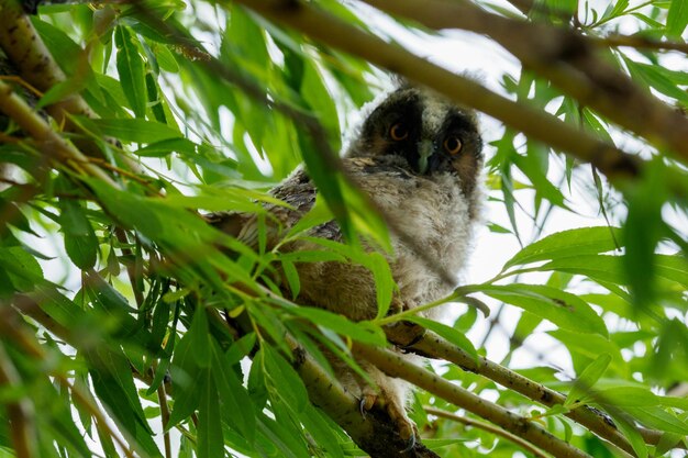 Vista de ángulo bajo de pájaro en árbol