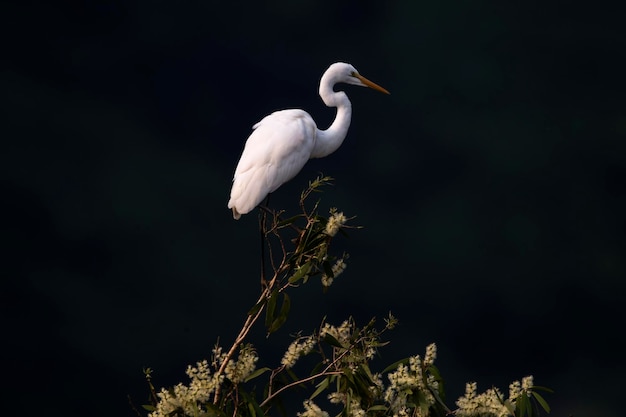 Vista de ángulo bajo de un pájaro blanco posado en un árbol contra el cielo por la noche