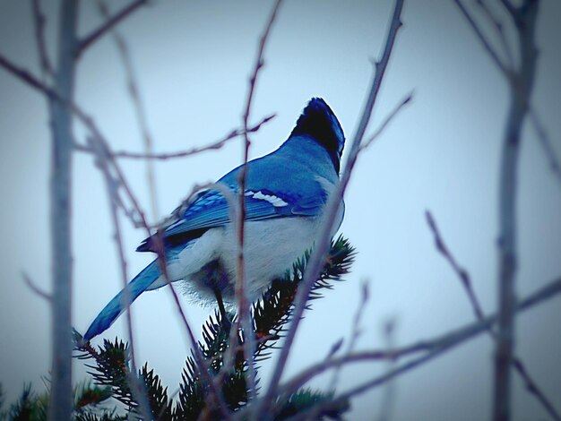 Vista de ángulo bajo de un pájaro encaramado en el cielo azul