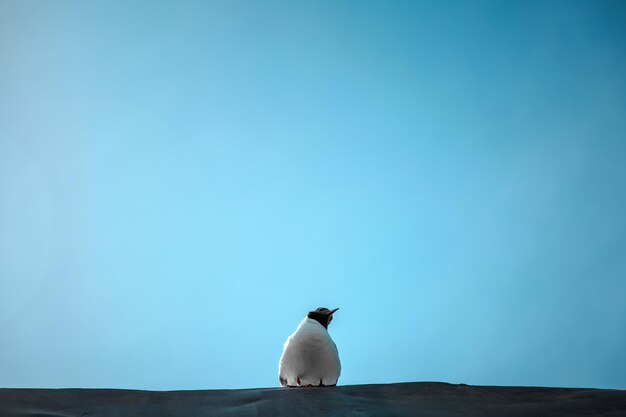 Vista de ángulo bajo de un pájaro encaramado en una pared de contención