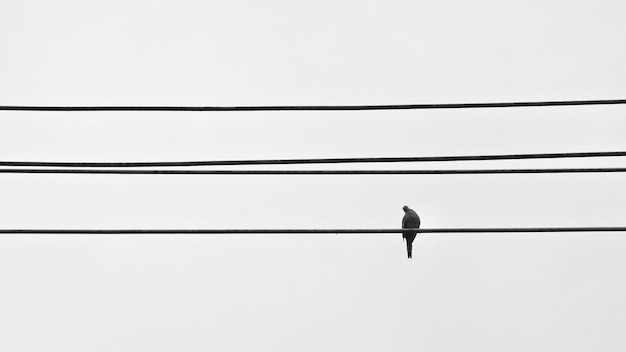 Foto vista de ángulo bajo de un pájaro en una línea eléctrica contra un cielo despejado