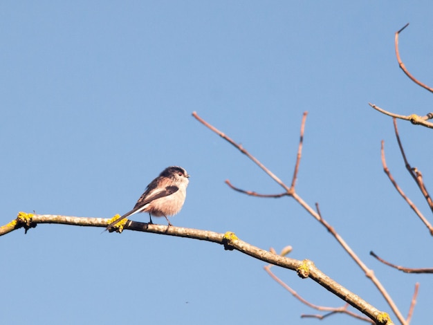 Vista de ángulo bajo de un pájaro posado en un árbol contra un cielo despejado