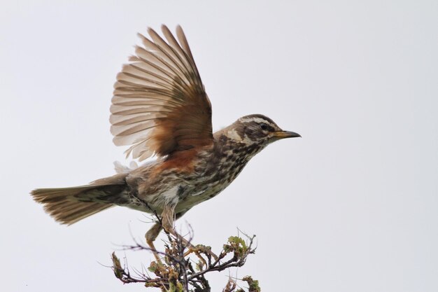 Vista de ángulo bajo de un pájaro posado en un árbol contra un cielo despejado