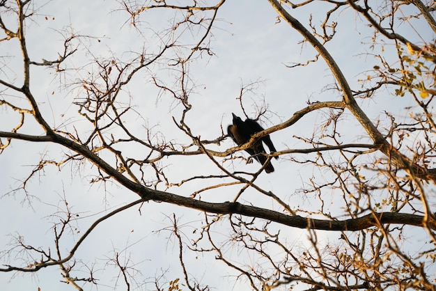 Vista de ángulo bajo de un pájaro posado en un árbol contra el cielo