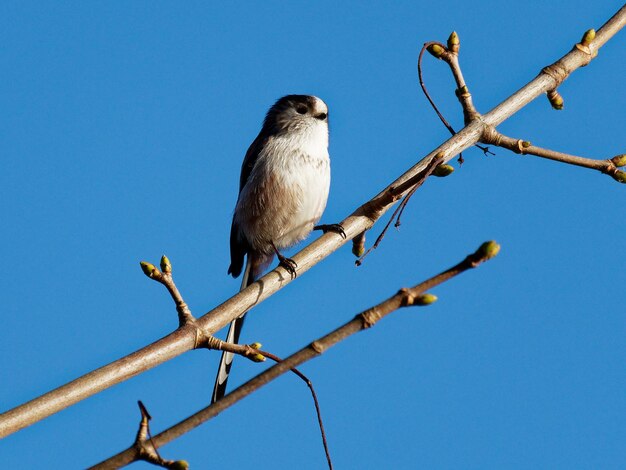 Vista de ángulo bajo de un pájaro posado en un árbol contra el cielo