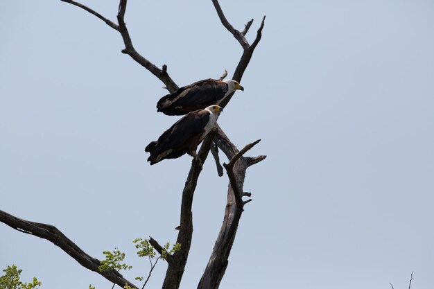 Foto vista de ángulo bajo de un pájaro posado en un árbol contra el cielo