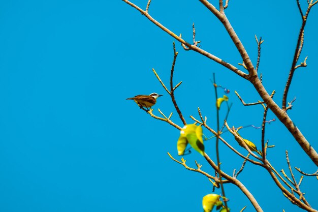 Foto vista de bajo ángulo de un pájaro posado en un árbol desnudo contra un cielo azul claro