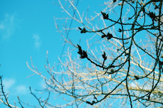 Foto vista de ángulo bajo de un pájaro posado en un árbol desnudo contra el cielo azul