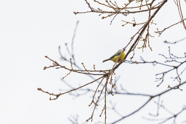 Foto vista de ángulo bajo de un pájaro posado en un árbol desnudo contra el cielo