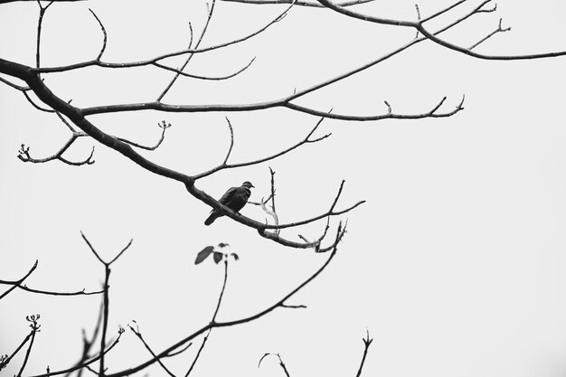 Vista de ángulo bajo de un pájaro posado en un árbol desnudo contra el cielo