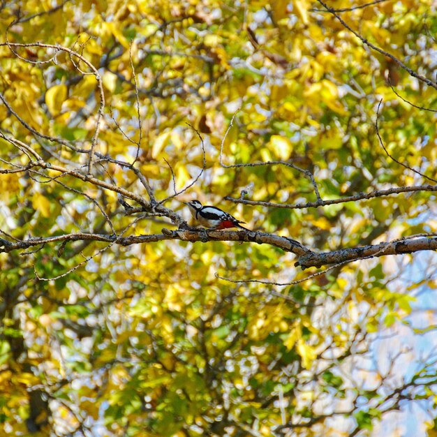 Foto vista de ángulo bajo de un pájaro posado en un árbol