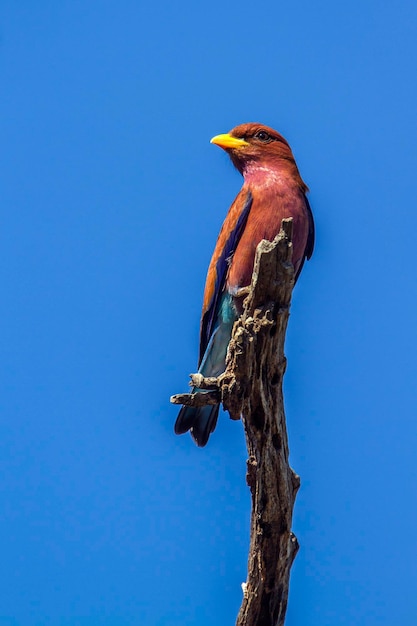 Foto vista de ángulo bajo de un pájaro posado en un árbol