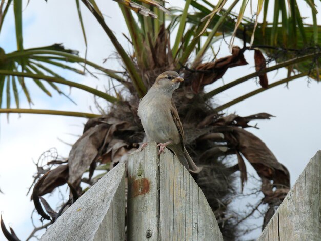 Vista de ángulo bajo de un pájaro posado en un árbol