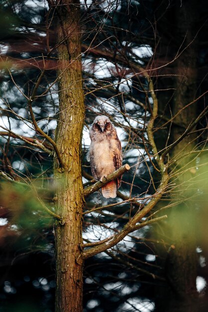 Foto vista de ángulo bajo de un pájaro posado en un árbol