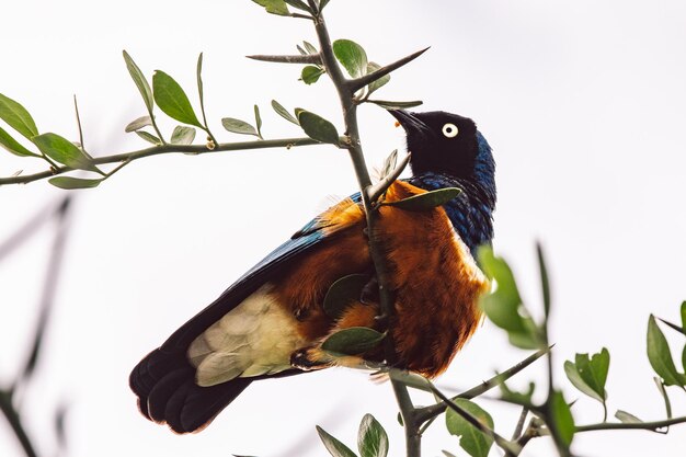 Vista de ángulo bajo de un pájaro posado en un árbol