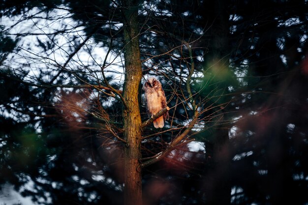 Foto vista de ángulo bajo de un pájaro posado en un árbol