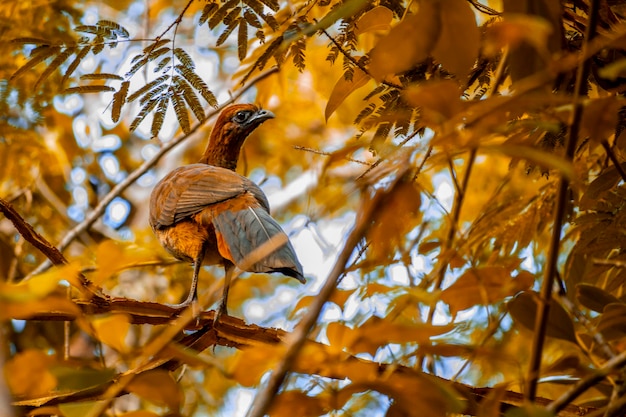 Vista de ángulo bajo de un pájaro posado en un árbol