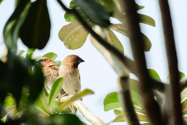 Foto vista de ángulo bajo de un pájaro posado en un árbol