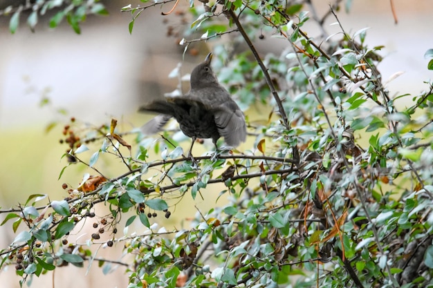 Vista de ángulo bajo de un pájaro posado en un árbol