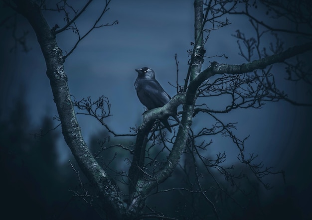 Vista de ángulo bajo de un pájaro posado en un árbol