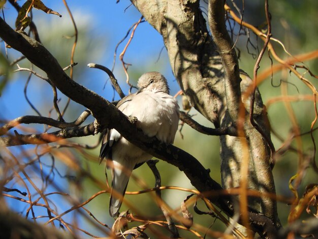 Foto vista de ángulo bajo de un pájaro posado en un árbol