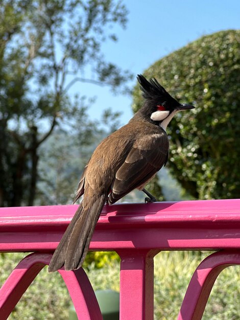 Vista de ángulo bajo de un pájaro posado en un árbol