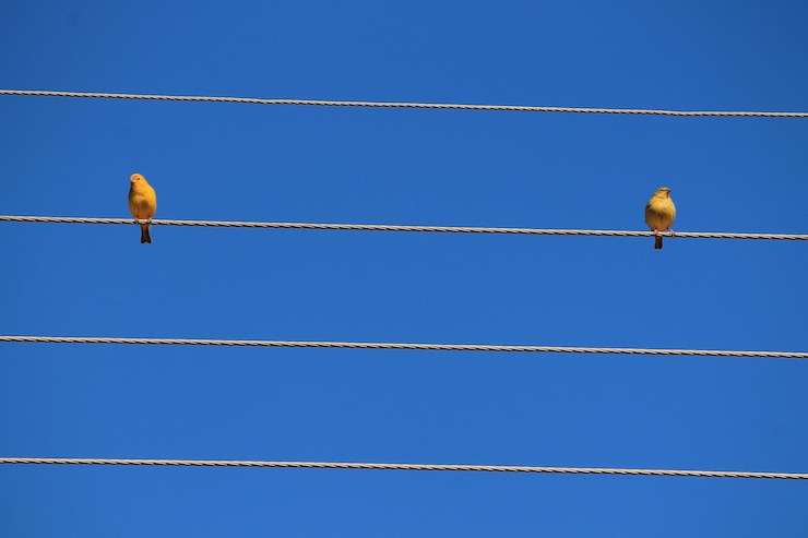 Foto vista de ángulo bajo de un pájaro posado en un cable contra el cielo azul