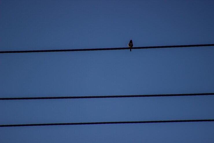 Foto vista de ángulo bajo de un pájaro posado en un cable contra un cielo despejado