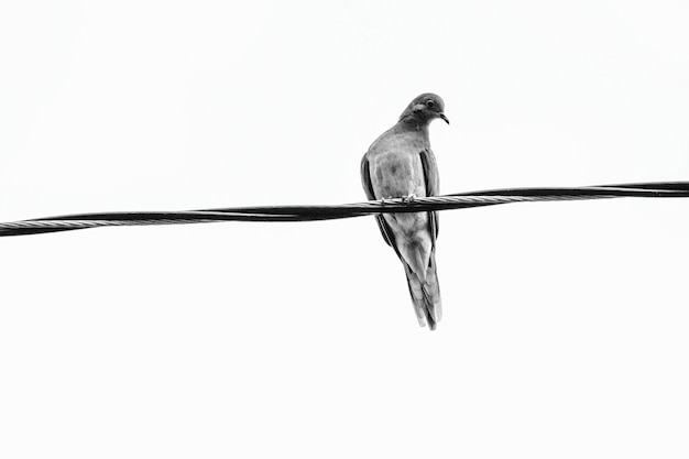 Vista de ángulo bajo de un pájaro posado en un cable