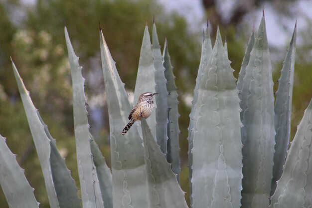 Foto vista de ángulo bajo de un pájaro posado en un cactus