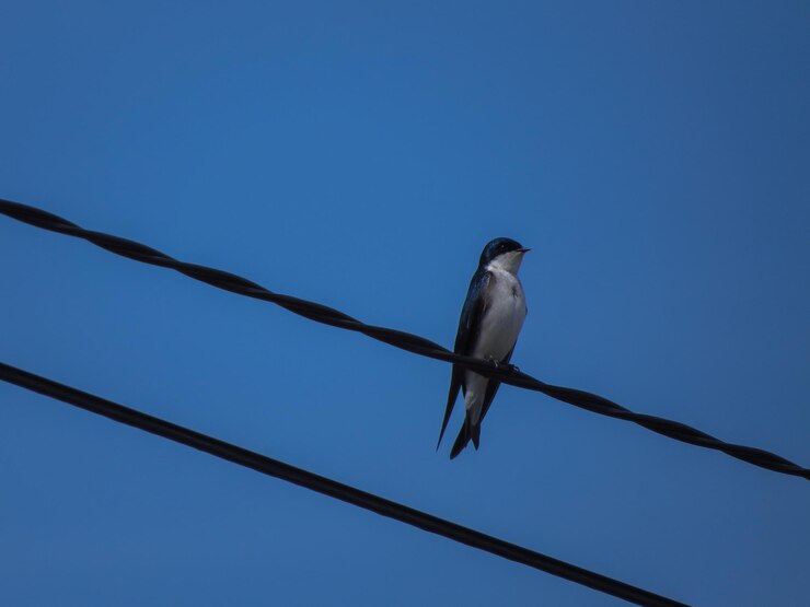 Foto vista de bajo ángulo de un pájaro posado contra un cielo azul claro