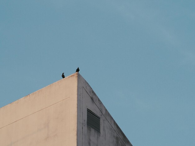 Vista de ángulo bajo de un pájaro posado en un edificio