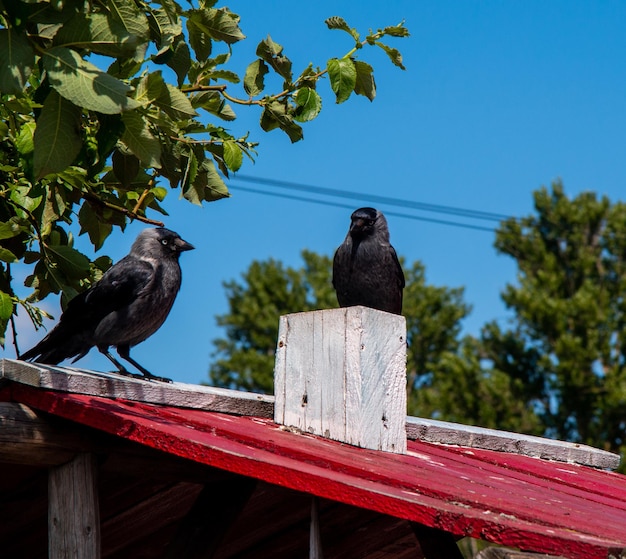 Foto vista de bajo ángulo de pájaro posado en la madera contra el cielo