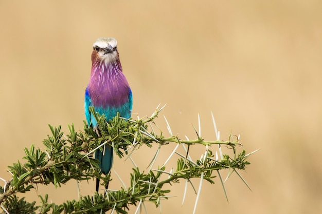 Vista de ángulo bajo de un pájaro posado en una planta