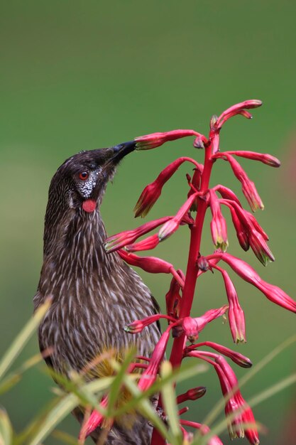 Foto vista de ángulo bajo de un pájaro posado en una planta