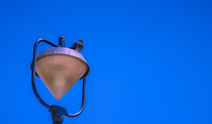 Foto vista de ángulo bajo de un pájaro posado en un poste de lámpara contra un cielo azul claro