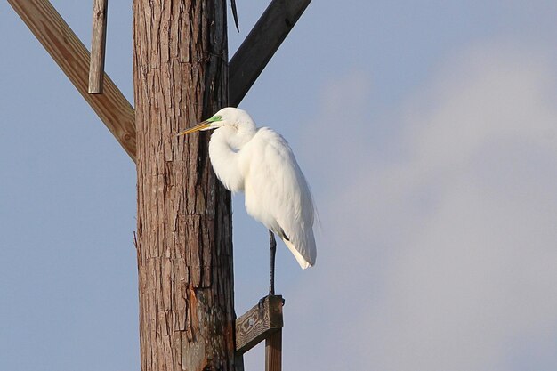 Foto vista de ángulo bajo de un pájaro posado en un poste de madera contra el cielo