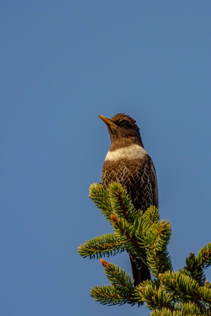 Vista de ángulo bajo de un pájaro posado en una rama contra un cielo despejado