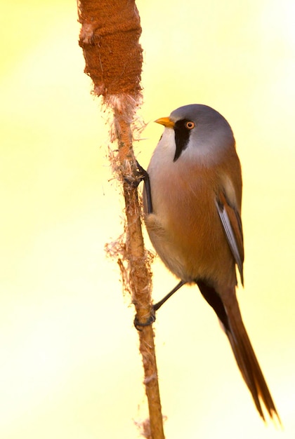 Foto vista de ángulo bajo de un pájaro posado en una rama contra el cielo.