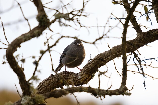 Vista de ángulo bajo de un pájaro posado en una rama