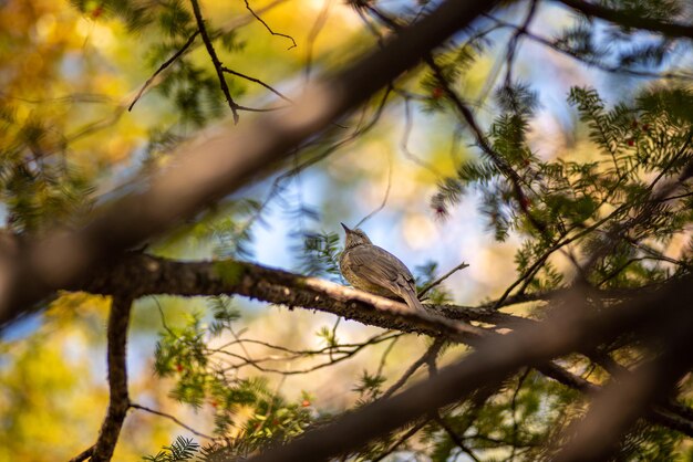 Foto vista de ángulo bajo de un pájaro posado en una rama