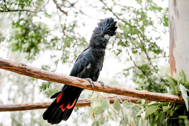 Vista de ángulo bajo de un pájaro posado en una rama