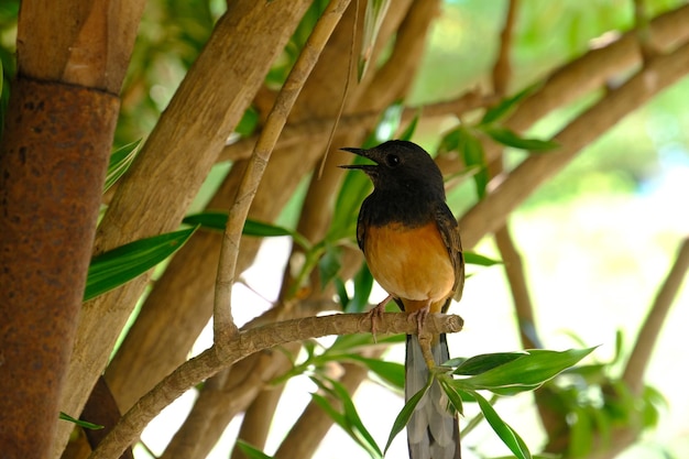 Vista de ángulo bajo de un pájaro posado en una rama