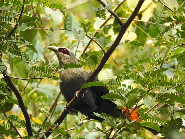 Foto vista de ángulo bajo de un pájaro posado en una rama