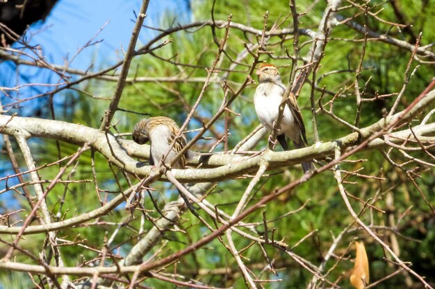 Foto vista de ángulo bajo de un pájaro posado en una rama