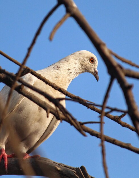 Vista de ángulo bajo de un pájaro posado en una rama