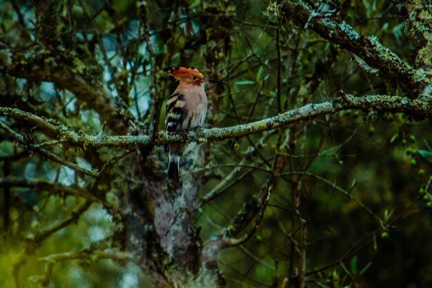 Foto vista de ángulo bajo de un pájaro posado en una rama