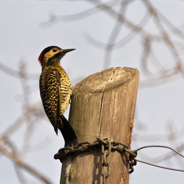 Vista de ángulo bajo de un pájaro posado en una rama