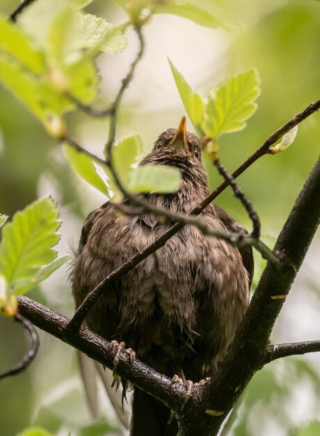 Foto vista de ángulo bajo de un pájaro posado en una rama