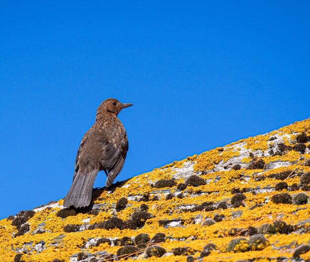 Foto vista de ángulo bajo de un pájaro posado en una roca contra el cielo azul